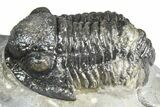 Detailed Gerastos Trilobite Fossil - Morocco #363933-2